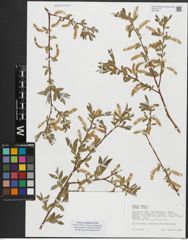 Foto von Salix alba subsp. alba L.